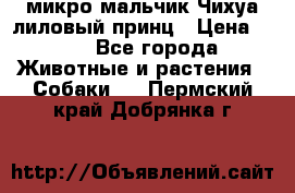 микро мальчик Чихуа лиловый принц › Цена ­ 90 - Все города Животные и растения » Собаки   . Пермский край,Добрянка г.
